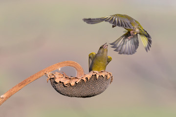 Battaglia sul girasole tra verdoni comuni (Chloris chloris)