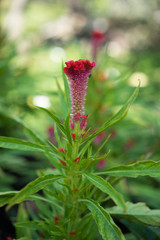  red flower close-up