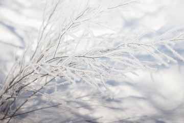 plants in the snow