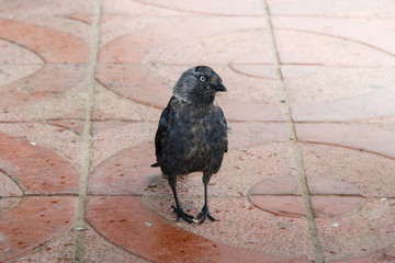 Obraz premium brooding little raven