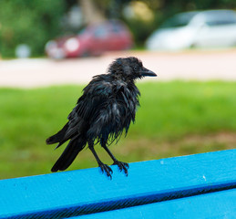 furry little raven