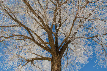 tree in the snow