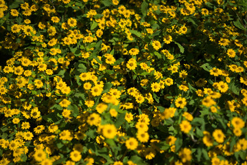 cosmos flower close-up