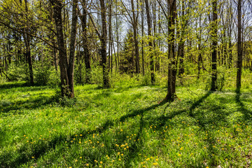 Buchenwald im Frühling im Burgenland (A)