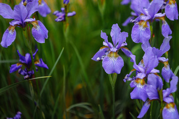 irises in the garden