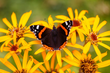 butterfly on a yellow flower