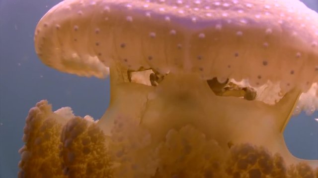 Rhizostone Jellyfish Close up
Filmed with Canon HF G20 camera in Gates Underwater housing on Koh Tao/Thailand. 1080 HD