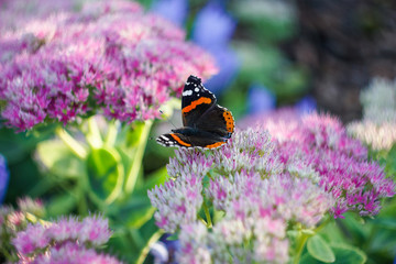 butterfly on a flower