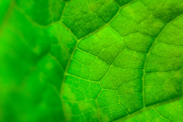 Green leaf close up. Macro view of tropical leaf surface, nature background.