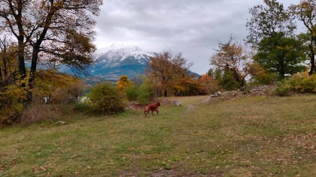 Boxer Dog running around on the grass by a mountain lake in fall.
Location: Lake Serre Pon&radic;&szlig;on, south east France (high alps).