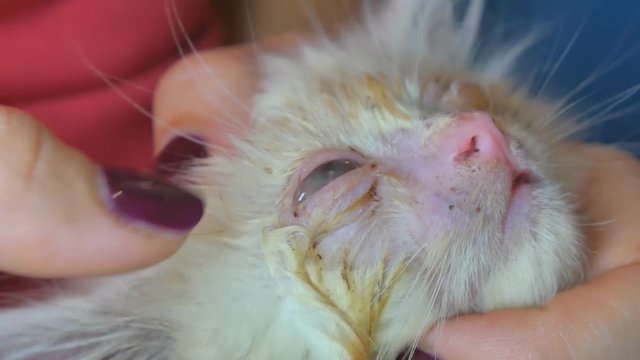 Close up, human hands process the eyes of little cat. Veterinary concept, eye drops for animals. Homeless little kitty. Eye festers.