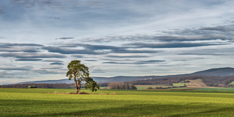 Felder mit Baum im Dezember / Burgenland (A)