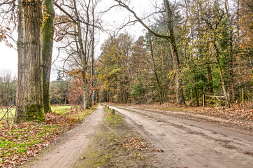 Fototapeta na wymiar Dirt road with parallel hiking path between woodland and a meadow in late autumn near Zutphen, The Netherlands