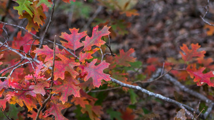 Vibrant red, orange, green colored fall oak leaves on tree