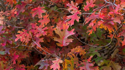 Vibrant red, orange, green colored fall oak leaves on tree
