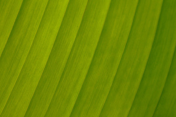 Striped Palm tree leaf in sunlight, close up, background. Colorful green bright sunny palm-tree macro view, backdrop.