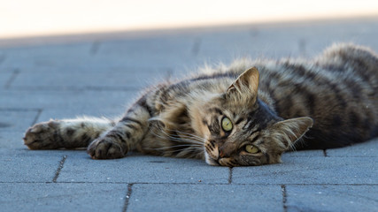 Relaxed stray cat on Stromboli, Sicily
