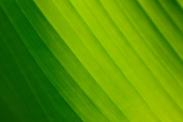 Striped Palm tree leaf in sunlight, close up, background. Colorful green bright sunny palm-tree macro view, backdrop.