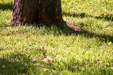 Tree and green grass in bright contrast light