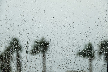 Boring weather. Rain drops on window with palm trees outside. Concept for a bad holiday.