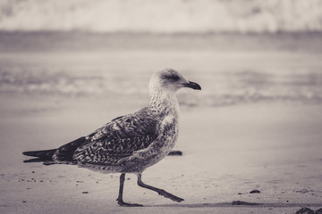 Beautiful toned image of a gull chick walking on the beach.
