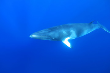 Fototapeta premium Karłowaty wieloryb karłowaty