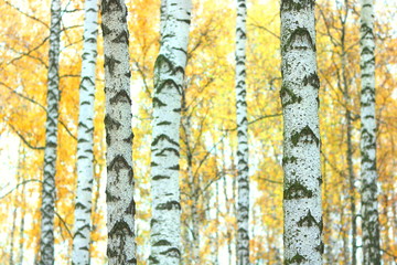 beautiful scene with birches in yellow autumn birch forest in october among other birches in birch...