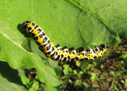 Machaon caterpillar - pest plants