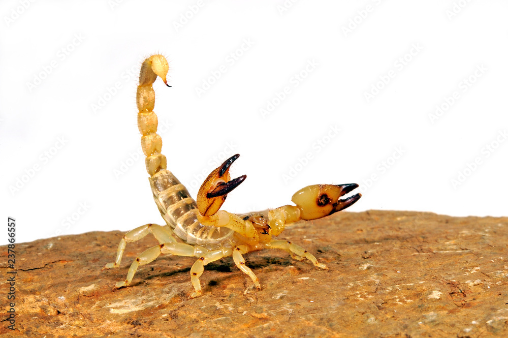 Sticker Gelber Madagaskar-Skorpion (Paleocheloctonus pauliani) - Madagascar Yellow Rock Scorpion