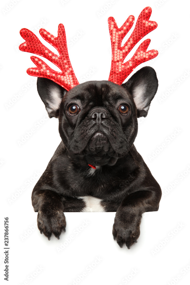 Canvas Prints french bulldog puppy with red carnival antlers