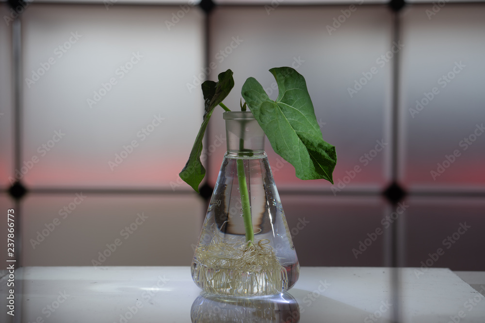 Wall mural Green plant in laboratory chemical flask