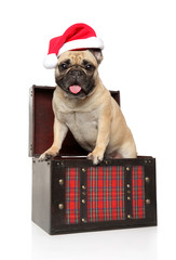 French bulldog in a chest and Santa red hat