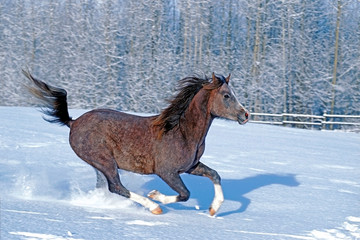 Playful young Arabian Stallion galloping in fresh snow, scenic winter meadow.
