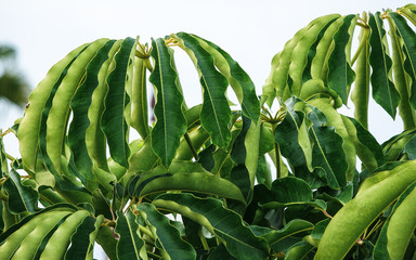 Beautiful image of a Umbrella Tree (Schefflera actinophylla).