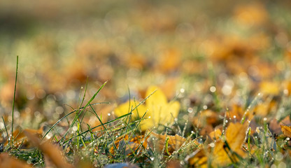 yellow leaves on grass autumn