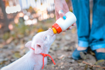 Little cute piglets © LuMo photography