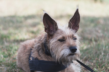 dog on a leash is staring something in the grass 