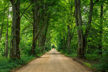 Fototapeta na wymiar Gravel road among trees on a summer day near Gizycko, Masuria, Poland