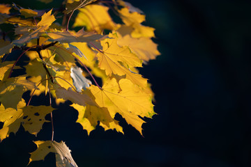 Yellow leaves on black background