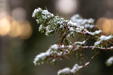 Juniper branch covered in snow