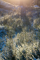 Shrubs in frosty forest