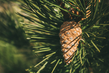 a bright evergreen pine three with pine cone on the branch. Fir-tree, conifer, spruce close up, blurred background.