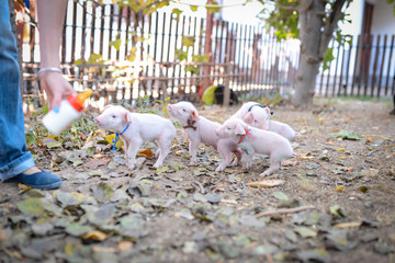 Little cute piglets © LuMo photography