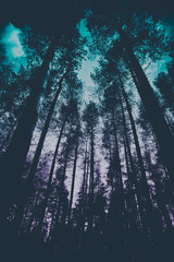 Photo depicting a mystic evergreen pine trees forest. Scary woods, trees silhouettes. Dark creepy...