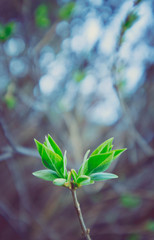 photo depicting a macro spring view of the tree brunch with fat  lovely leaf bud. Spring green catkins, de focused, blurred forest on the background.