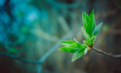 photo depicting a macro spring view of the tree brunch with fat  lovely leaf bud. Spring green catkins, de focused, blurred forest on the background.