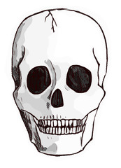 Skull Sketch