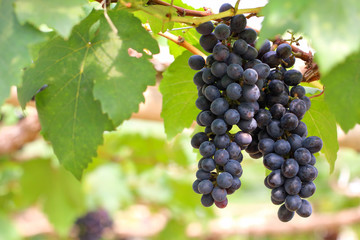 Ripe grapes hung on vineyards of grape trees. 