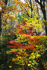 雑木林の中の美しい紅葉