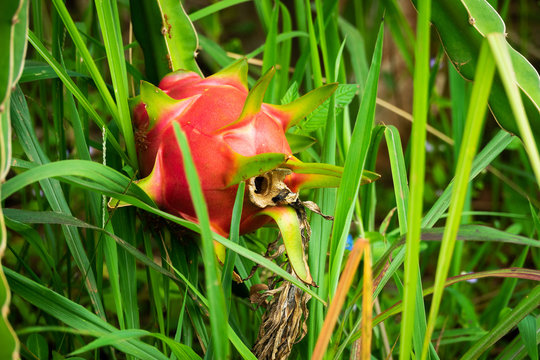 Drachenfrucht am Kaktus